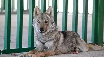 Zincirle Bağlanan Kurt Koruma Altına Alındı