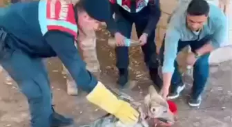 Zincire Bağlı Kurt Kurtarılarak Rehabilitasyon Merkezine Nakledildi