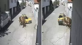 Ahırdan kaçan öfkeli boğa hıncını arabadan çıkardı