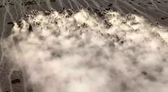 Karapınar'da Koyun ve Kuzuların Havadan Görüntüleri