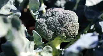 Erzurum'da İkinci Ürün Olarak Brokoli Yetiştiriciliği Başladı