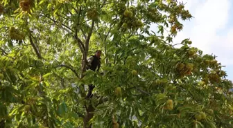 Hasat başladı! Günlük 5 bin TL kazanıyorlar