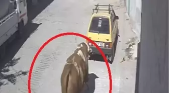 Avanos'ta Kaçan Boğa Otomobile Zarar Verdi