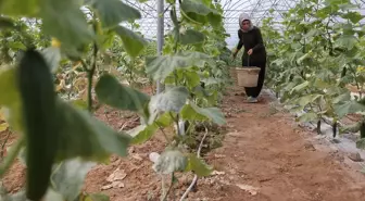 Kadın Girişimci Türkan Ay, Sera Kurarak Ekonomiye Katkı Sunuyor