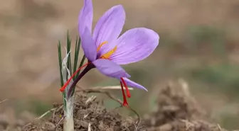 9. Safran Festivali, Kültür ve Tarihi Etkinliklerle Devam Ediyor