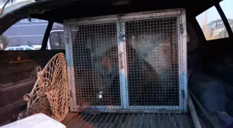 Kastamonu'da Yavru Ayılar Koruma Altına Alındı