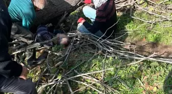 Ağaç Kesimi Sonrası Hayatını Kaybeden Adamın Acı Hikayesi