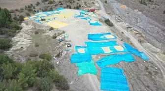 Kastamonu'nun Tosya İlçesinde Geleneksel Çeltik Kurutma Yöntemleri