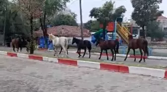 Tekirdağ'da Başlı Boş Dolaşan Atlar Trafikte Tehlike Yarattı