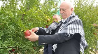 Üreticilerin Sorunlarına Dikkat Çeken TZOB Başkanı Bayraktar, İzmir'de Hasat Yaptı