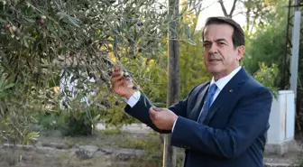 Antalya'da Zeytin Hasadı Başladı, Rekoltedeki Düşüş Yüzde 30 Olması Bekleniyor