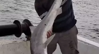 Bartın'da Balıkçıların Ağına Camgöz Köpek Balığı Takıldı