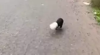 Yalova'da Yavru Köpek Plastik Kaba Sıkıştı, Kahraman Şoför Kurtardı