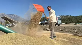 Çorum'da Çiftçiler Geleneksel Yöntemle Çeltik Kurutuyor