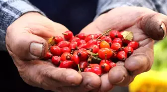 Kış Aylarının Şifa Kaynağı: Kuşburnu Pazar Tezgahlarında