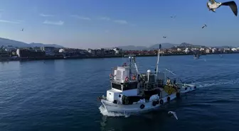 Ege Balıkçılarında Sardalya Bereketi