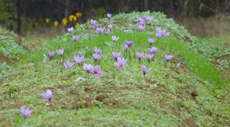 9. Safran Festivali Karabük'te Coşkuyla Tamamlandı
