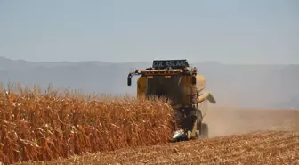 Muş'ta Dane Mısırdan Beklentilerin Üzerinde Verim
