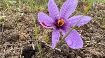Kilosunun fiyatı 600 bin TL'ye çıktı, görmek isteyen tarlaya akın etti