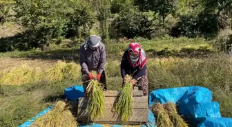 Yusufeli'nde Geleneksel Çeltik Hasadı Sürüyor