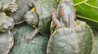 Bolu'da Yasa Dışı Kaplumbağa Ticareti Engellendi: 500 Kırmızı Benekli Su Kaplumbağası Ele Geçirildi