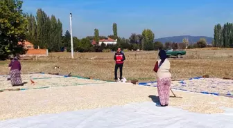 Kütahya'da Çerezlik Kabak Hasadı Başladı