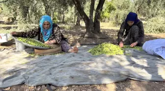 Derik Halhalı Zeytinlerinin Hasadı Tehlike Altında