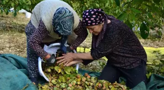 Demirci'de Ceviz Hasadı Başladı