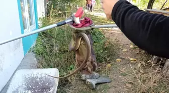 Denizli'de Yılan Korkusu: İtfaiye Ekipleri Yılanı Yakaladı