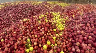 Isparta'da Kuraklık Elma Üretimini Olumsuz Etkiliyor