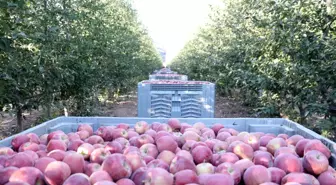 Isparta'da Elma Rekoltesi %40 Düştü