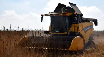 Konya Ovası'nda Endüstriyel Kenevir Hasadı Başladı