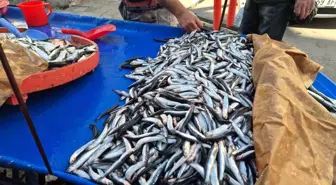 Tekirdağ'da Hamsi ve Sardalya Fiyatları Düşüşte