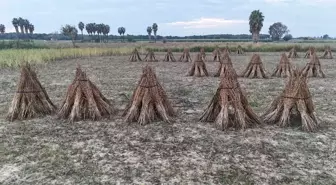 Antalya'nın Coğrafi İşaretli Manavgat Altın Susamı, AB Tescili İçin Gün Sayıyor