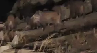 Başkale'de Yaban Domuzu Sürüsü Mahalleye İndi