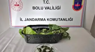 Bolu'da 500 Kırmızı Benekli Su Kaplumbağası Ele Geçirildi