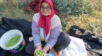 Adana'da Asırlık Zeytin Ağaçlarından Hasat Başladı