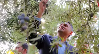 Aliağa'da 4. Zeytin Hasat Şenliği Coşkuyla Gerçekleşti