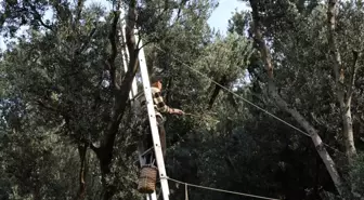 Butko Zeytini Hasat Sezonu Başladı