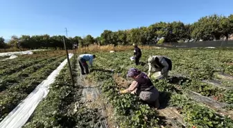 Erzincan'da Biyomühendis Uğur Yunus Karatepe'den Çilek Üretimi Hedefi