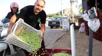Muğla'da Zeytin Hasadı Sezonu Başladı, Fiyatlar Artış Gösterdi