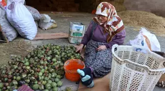 Köşk'te Ceviz Hasadı Sona Yaklaşıyor: Kalite Yüzleri Güldürüyor