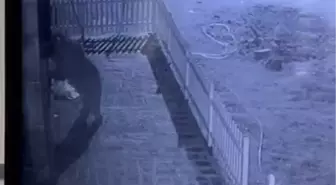 Köy Evine Girilmeye Çalışan Ayı Şaşkınlık Yarattı