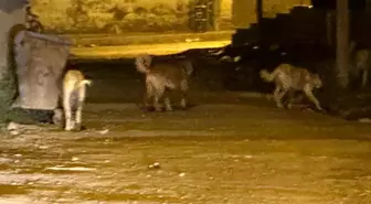 Kağızman'da Sokak Köpeği Sorunu ve Güvenlik Endişeleri