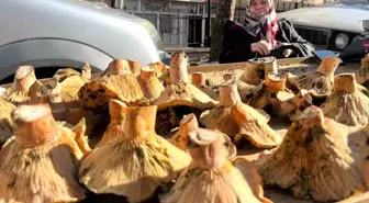 Tavşanlı'da Mantar Sezonu Açıldı: Fiyatlar Düşebilir