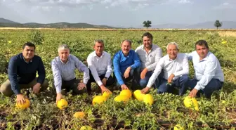 Acıpayam Kavunu Coğrafi İşaretle Tescillendi