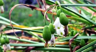 Samsun'da Tıbbi ve Aromatik Bitki Üretiminden 1 Milyon TL Kazanç