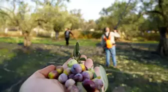 2025-2026 Zeytin ve Zeytinyağı Rekolte Tahminleri Açıklandı
