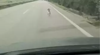 Yağmurda Koşan Terkedilmiş Köpek Duygulandırdı