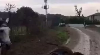 Kocaeli'de Kaçak Elektrik, İki Attan Birini Telef Etti